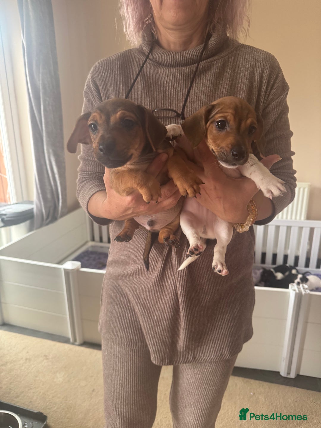 Jack Russell dogs for sale: 2 Jack Russel Puppies - Image 1
