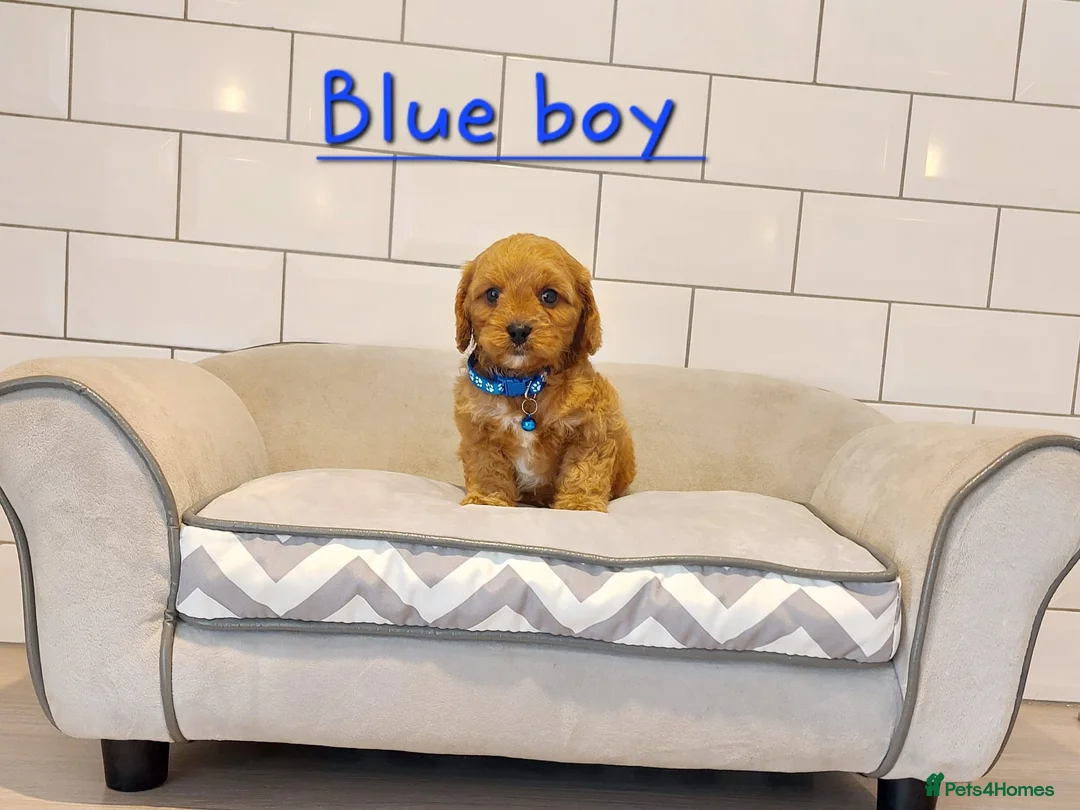 Cavapoo dogs for sale: F1 Cavapoo puppies 💝 - Advert 3