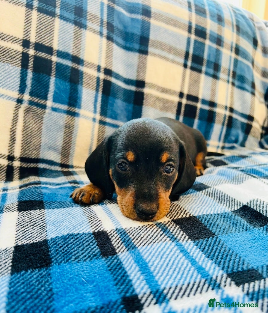 Dachshund dogs Quality Dachshund puppies - Advert 3