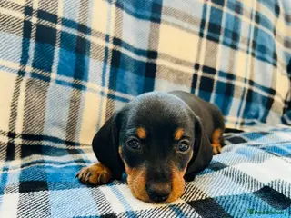 Miniature Dachshund dogs Miniature Dachshund puppies - Advert 10