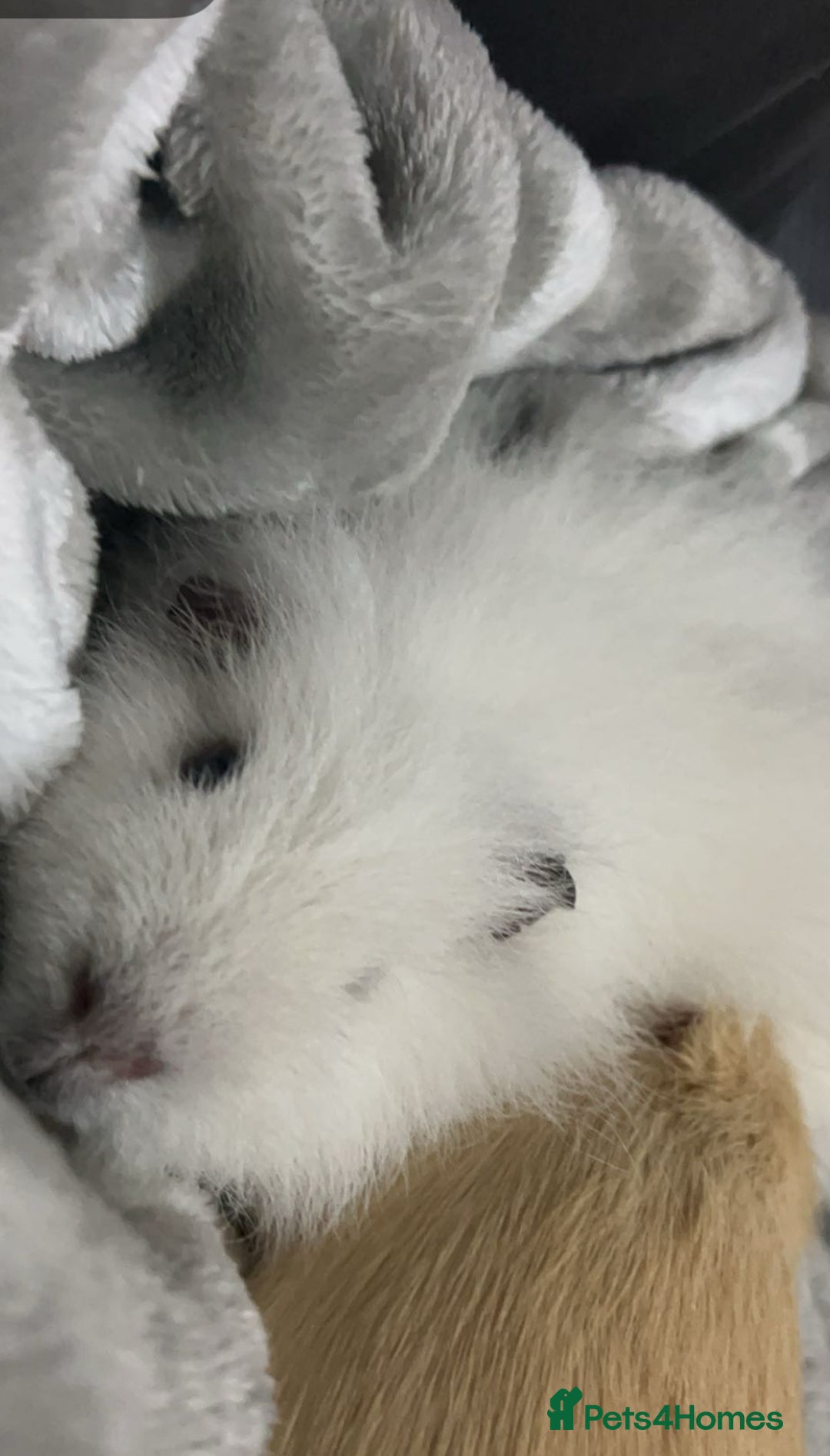 Guinea Pig rodents for sale: Male guinea pig  - Image 2