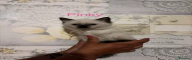 Pinky Ragdoll 3