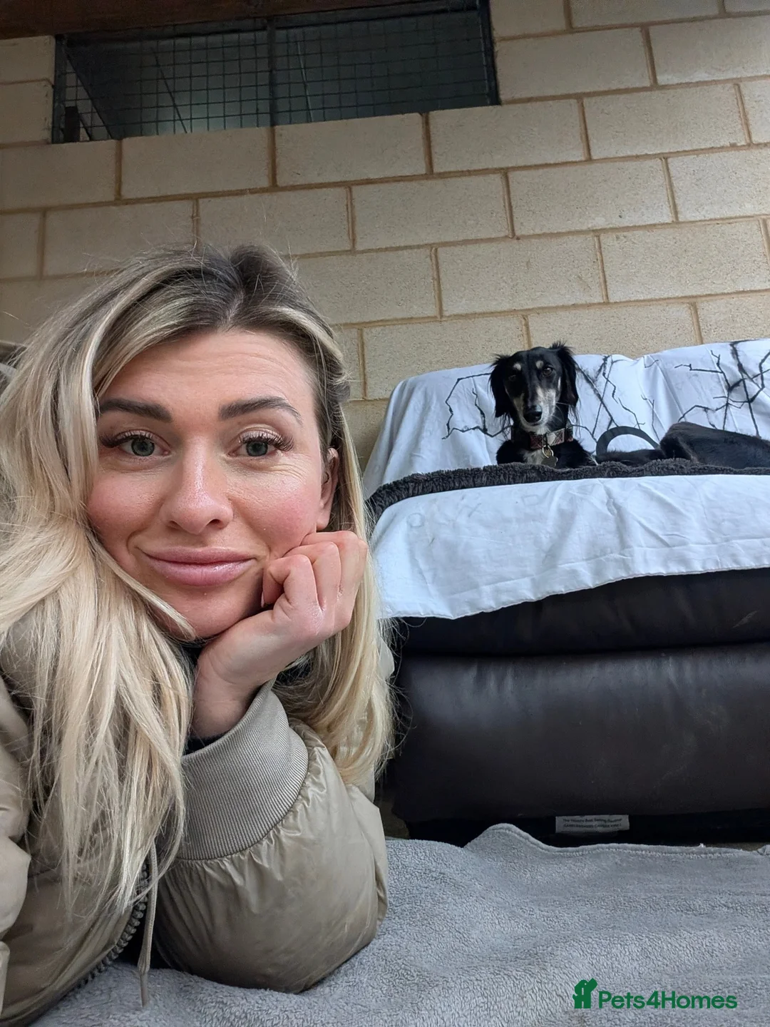 Saluki dogs for adoption: Charlotte - Advert 3