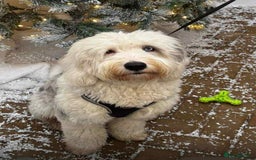 Sheepadoodle dogs for sale: unique sheepadoodles due - Image 40