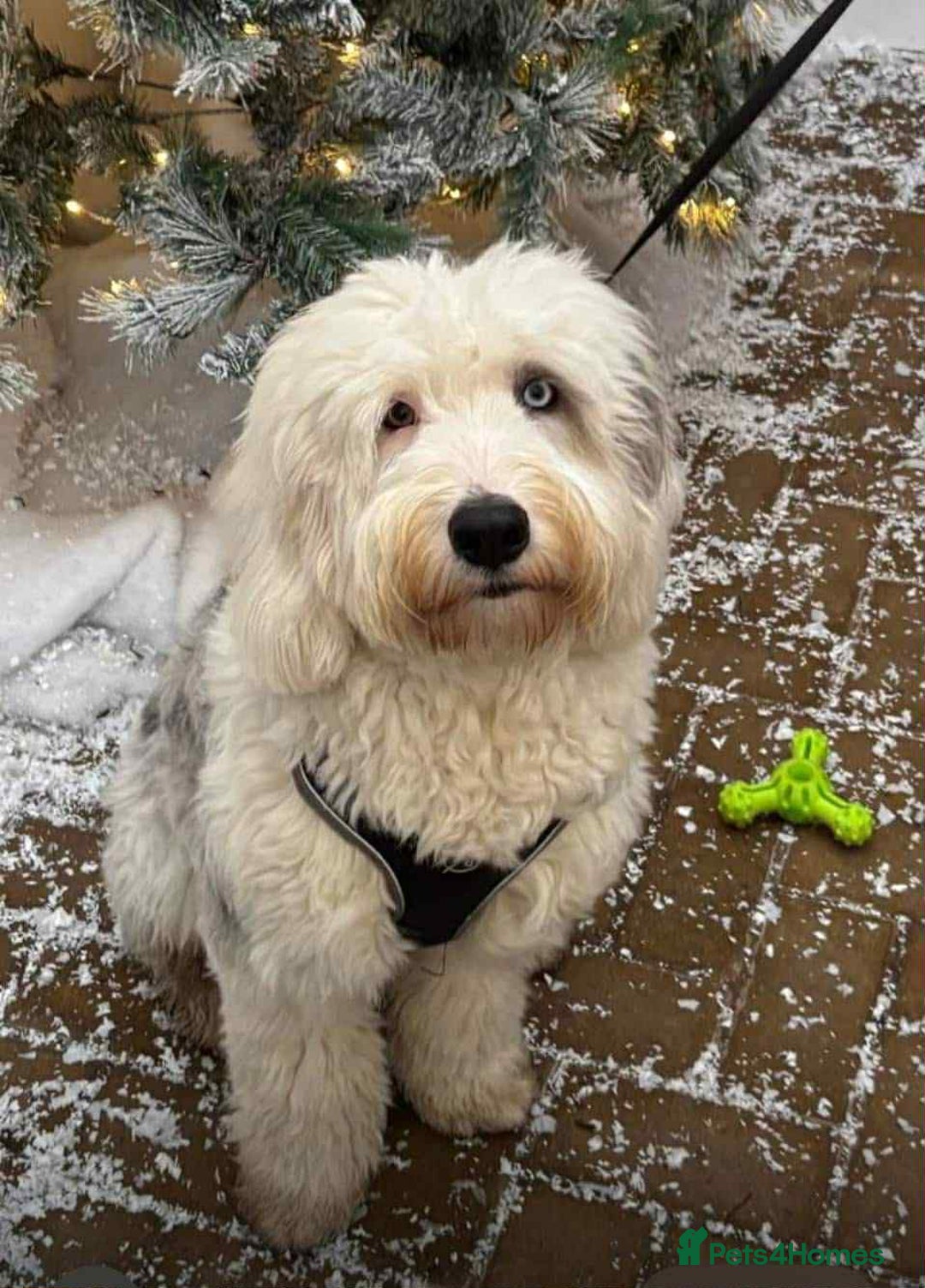 Sheepadoodle dogs for sale: unique sheepadoodles due - Image 40