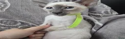 Siamese cats for sale: Adorable little fur babies - Advert 16