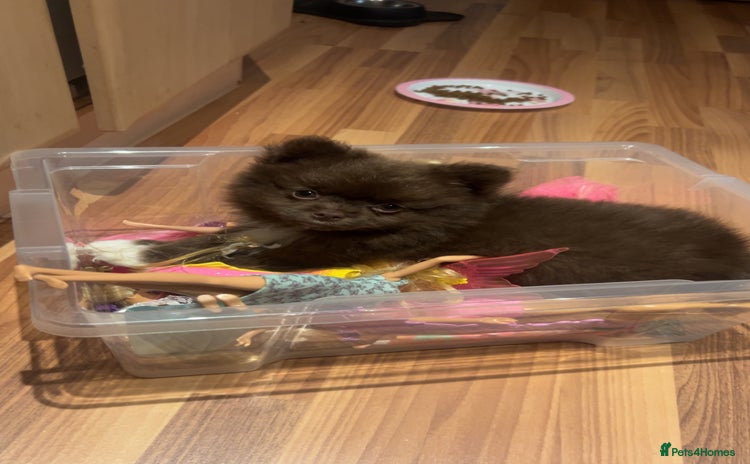 Pomeranian dogs - Advert 12