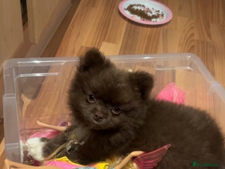 Pomeranian dogs - Advert 8