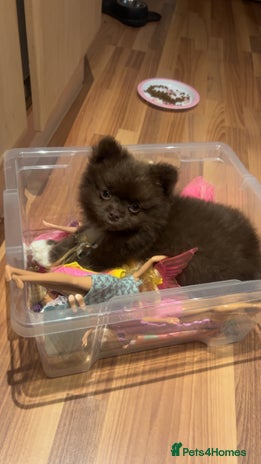 Pomeranian dogs - Advert 12