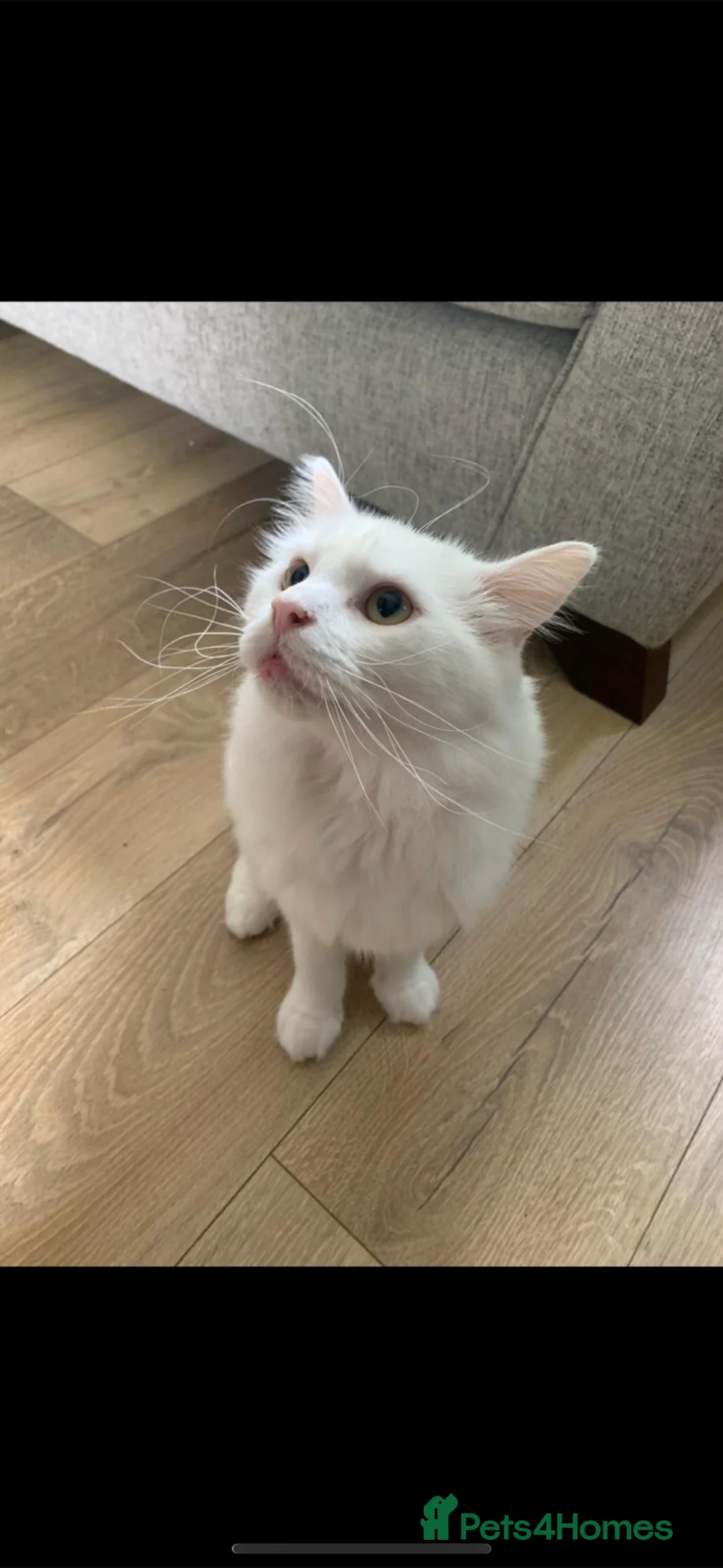 Turkish Angora cats for sale: Male purebred Turkish angora  - Advert 3