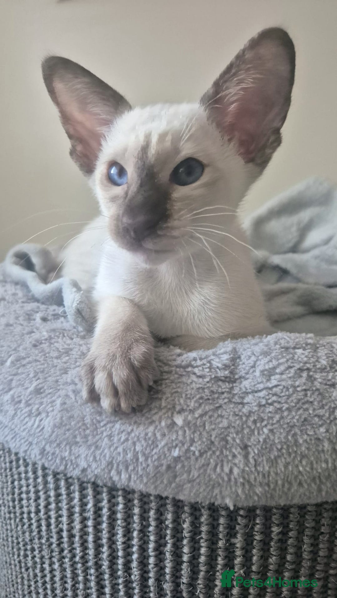 Siamese cats for sale: GCCF Registered Chocolate Tortie Siamese Girl. - Advert 2