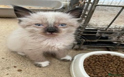 Mixed Breed cats for sale: Ragdoll x maincoon kittens available now - Image 11