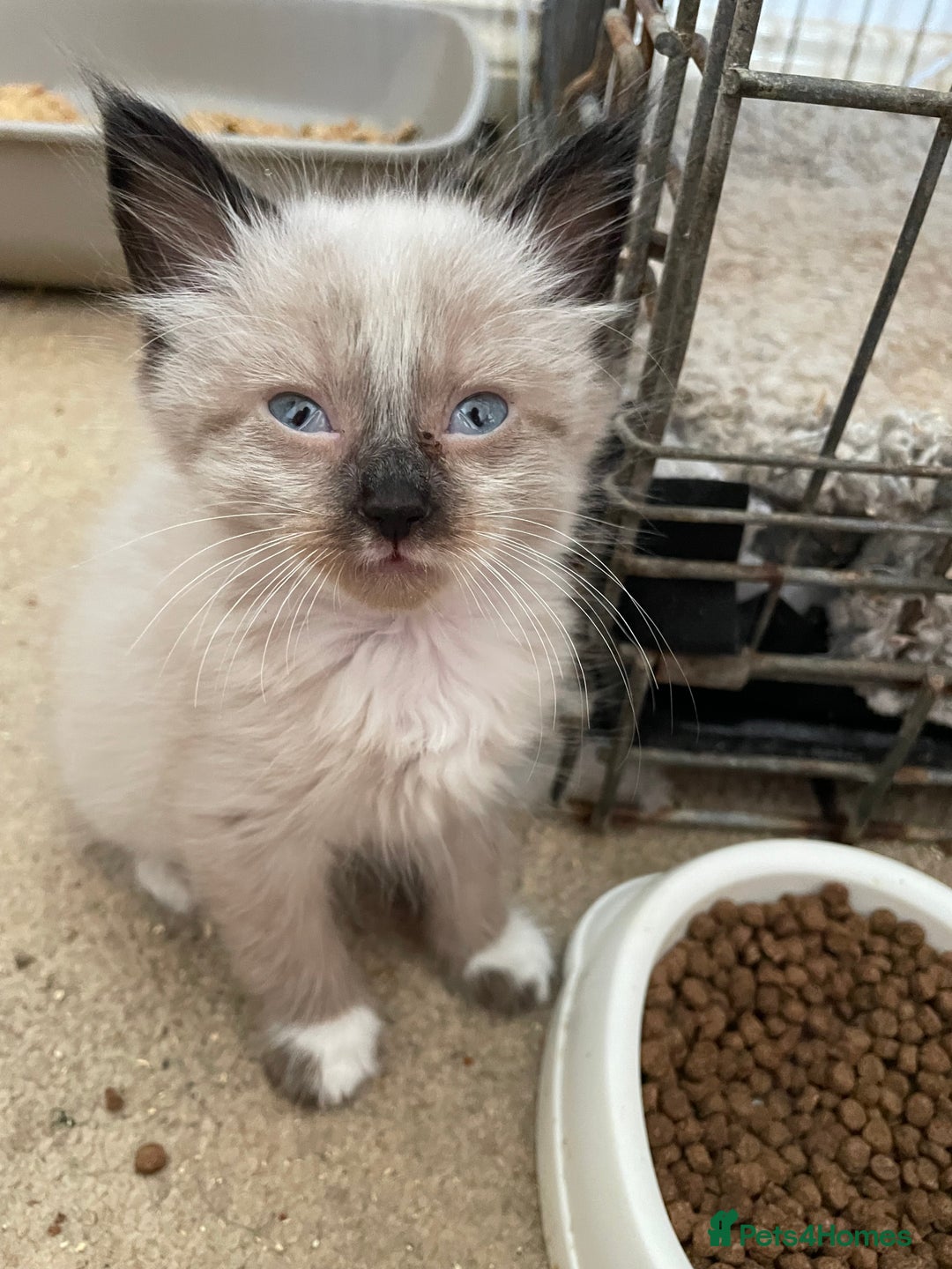 Mixed Breed cats for sale: Ragdoll x maincoon kittens available now - Image 11