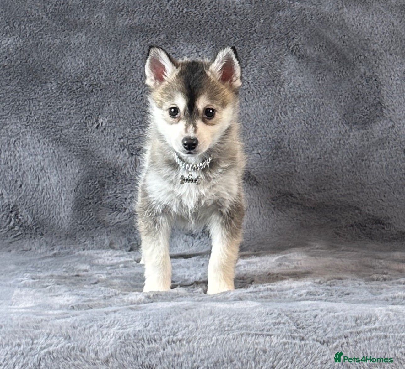 Pomsky dogs F3 wolf grey perfect husky markings male pomsky - Advert 2
