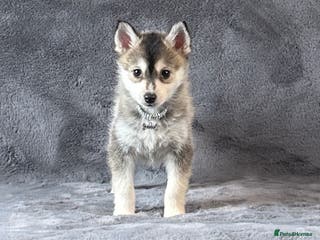 Pomsky dogs F3 wolf grey perfect husky markings male pomsky - Advert 2