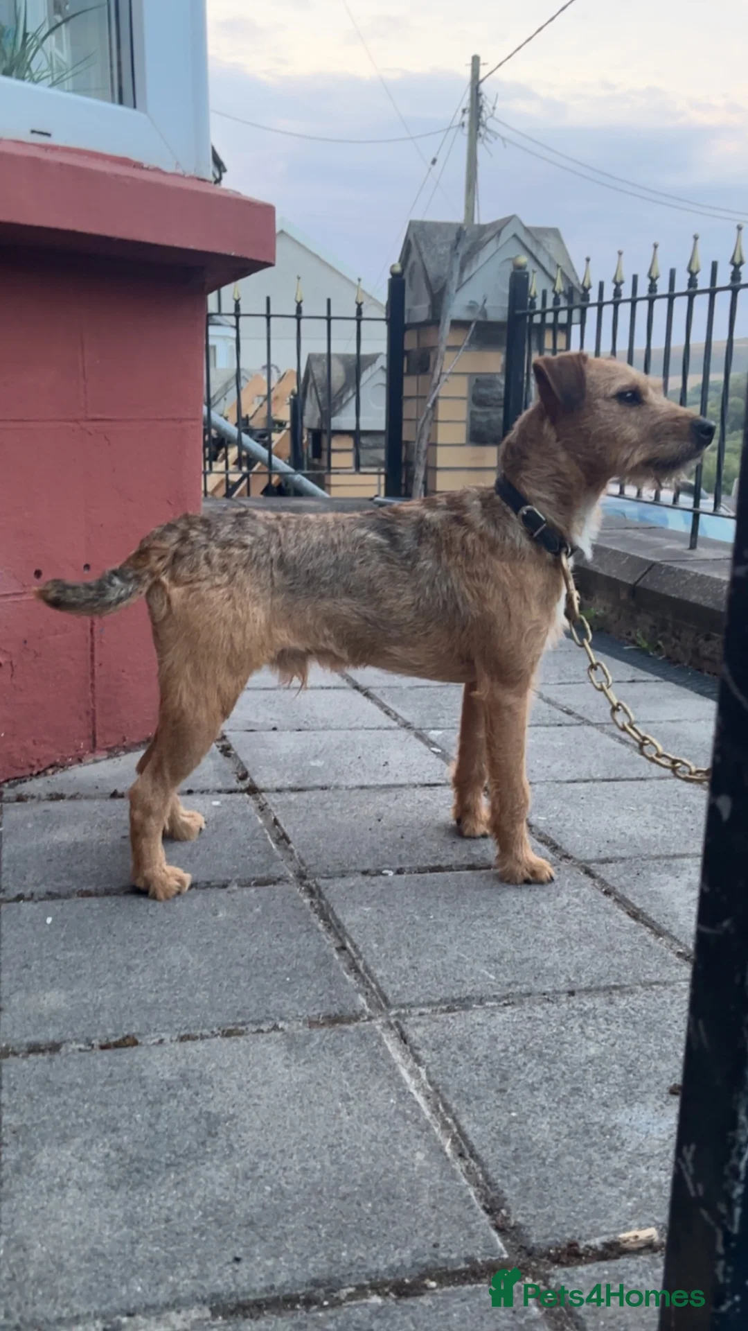 Lakeland Terrier dogs for sale: Rags lovely dog with a great temperament 11 months - Advert 1