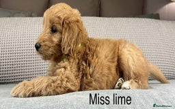 Goldendoodle dogs for sale: Hereditary clear mum. Fully hip elbow and DNA Dad. - Image 1