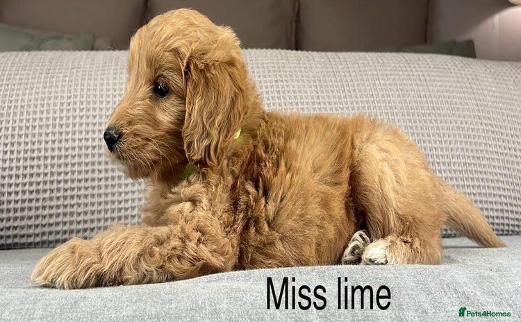 Goldendoodle dogs - Advert 2