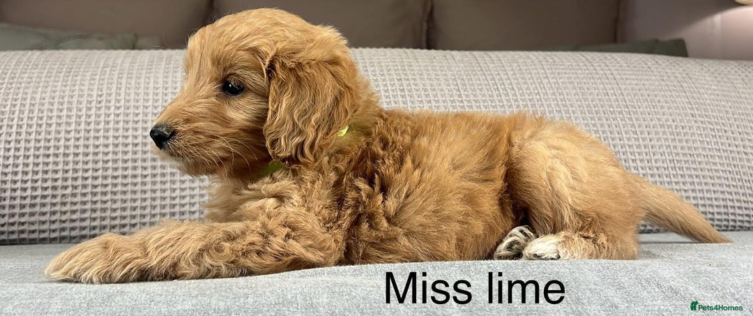 Goldendoodle dogs for sale: Hereditary clear mum. Fully hip elbow and DNA Dad. - Image 1