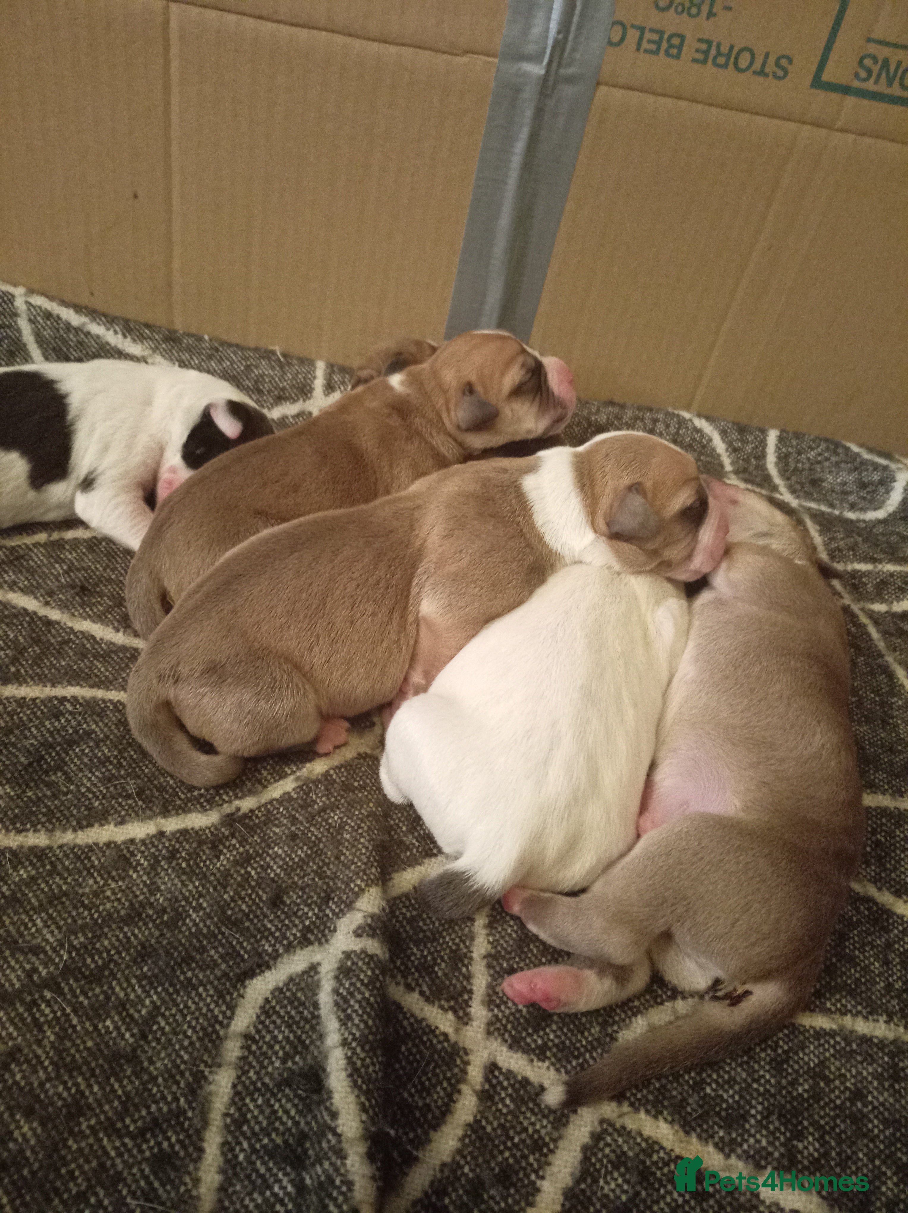 Mixed Breed dogs Canecorso mixed with American bulldog puppies - Advert 2