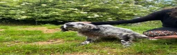 English Setter dogs for adoption: Ter   in Worthing - Advert 7