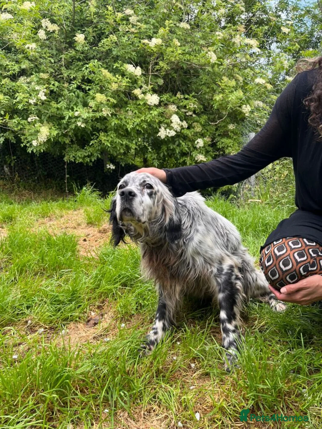 English Setter dogs for adoption: Ter   in Worthing - Advert 7