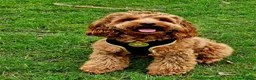 Cockapoo dogs for sale: ❤️ Stunning Health-Tested Red Cockapoo Puppies ❤️ in Edenbridge - Advert 3
