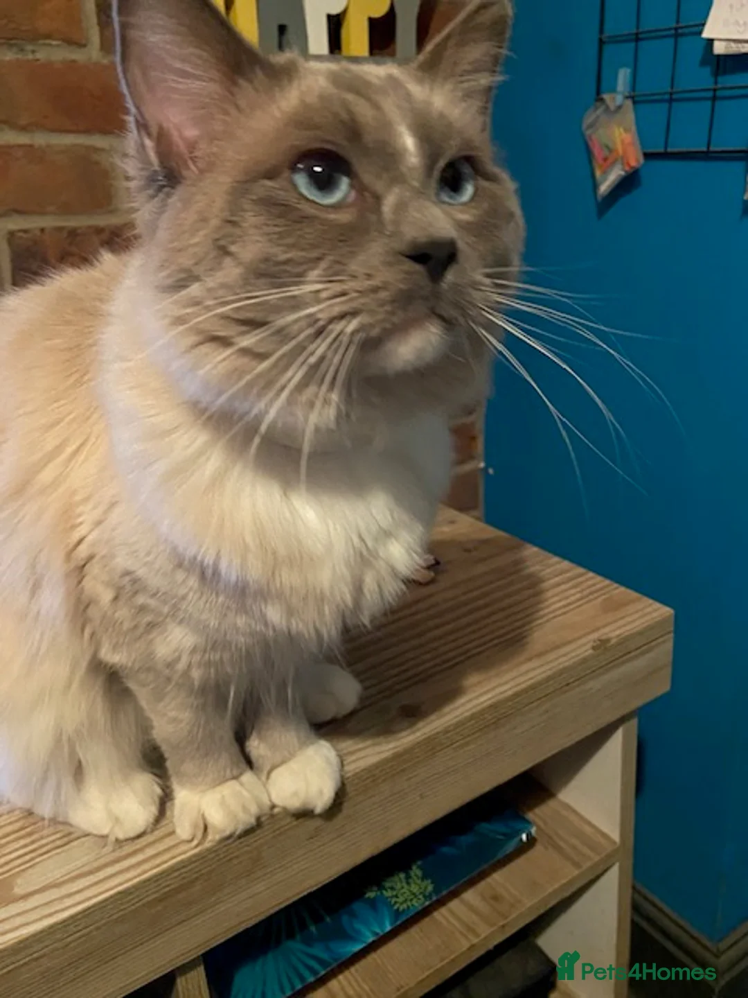 Ragdoll cats for stud: GCCF Reg. Blue point mitted Ragdoll Stud - JEEVES - Advert 17