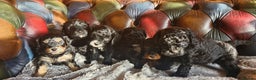 Cavapoo dogs for sale: Gorgeous f1b Cavapoo pups - Advert 18