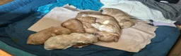 Cockapoo dogs for sale: Cockapoo pups x 4  in Hamilton - Advert 11