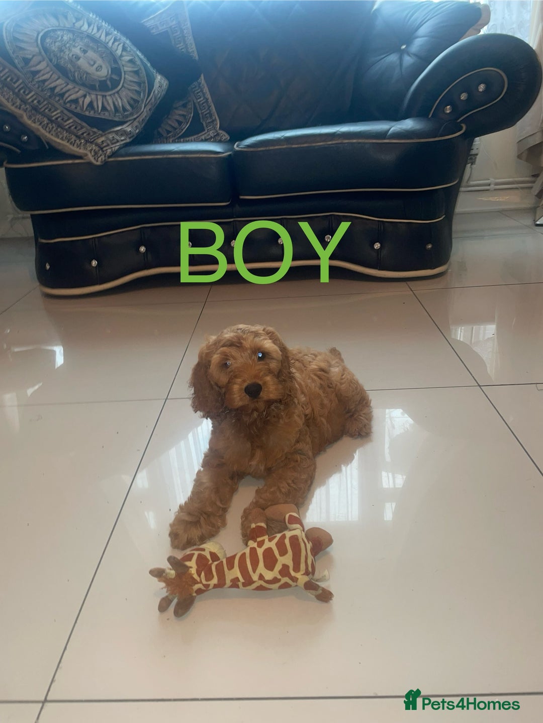 Cockapoo dogs for sale: 1 BOYS LEFT Cockapoo puppies  - Image 5