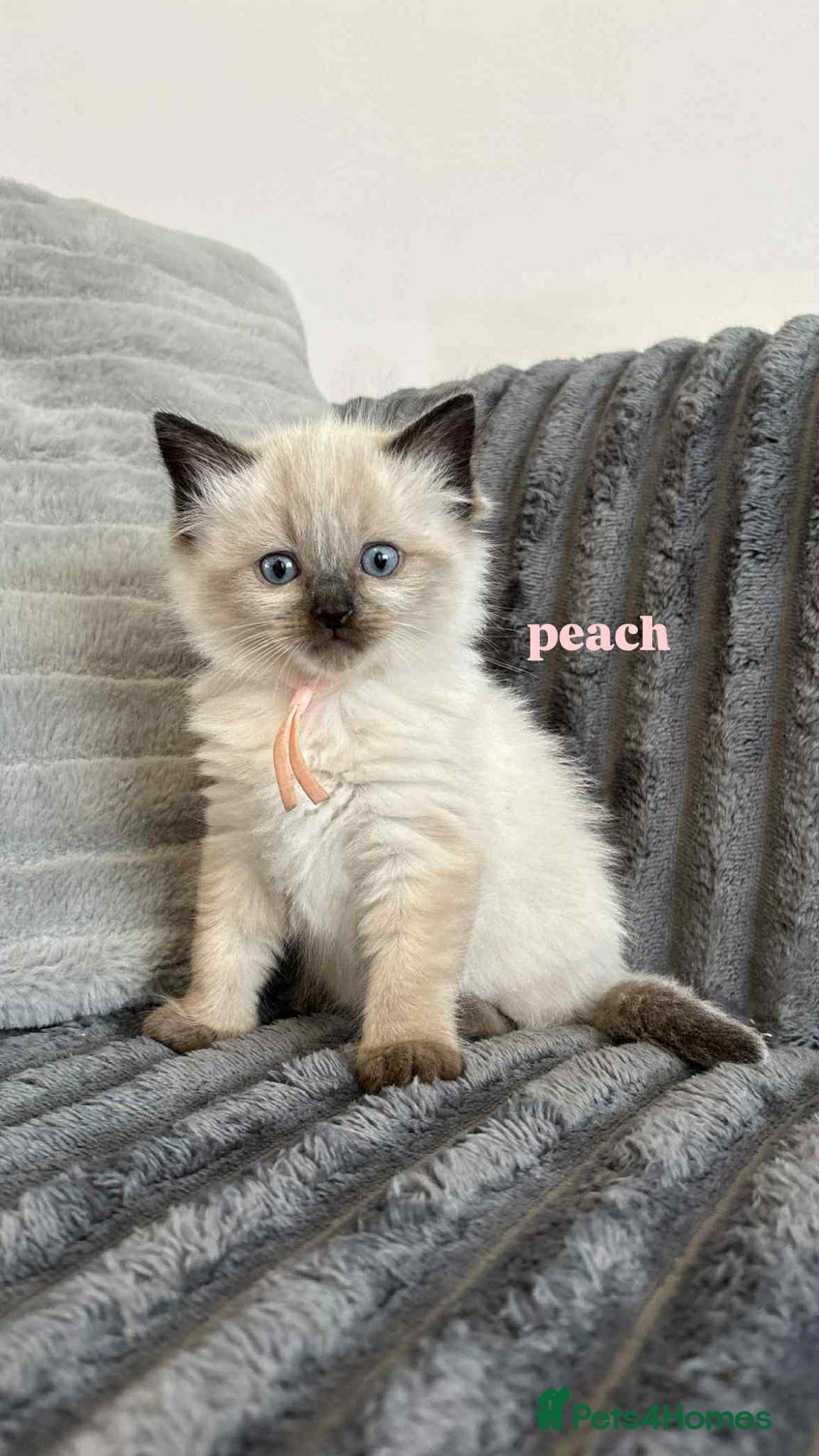 Ragdoll cats for sale: 5 Adorable Ragdoll Kittens🐾 - Image 32