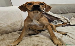 Mixed Breed dogs for adoption: RUBY – 7.5 months old, girl, Mix with Vizla / Lab - Image 6