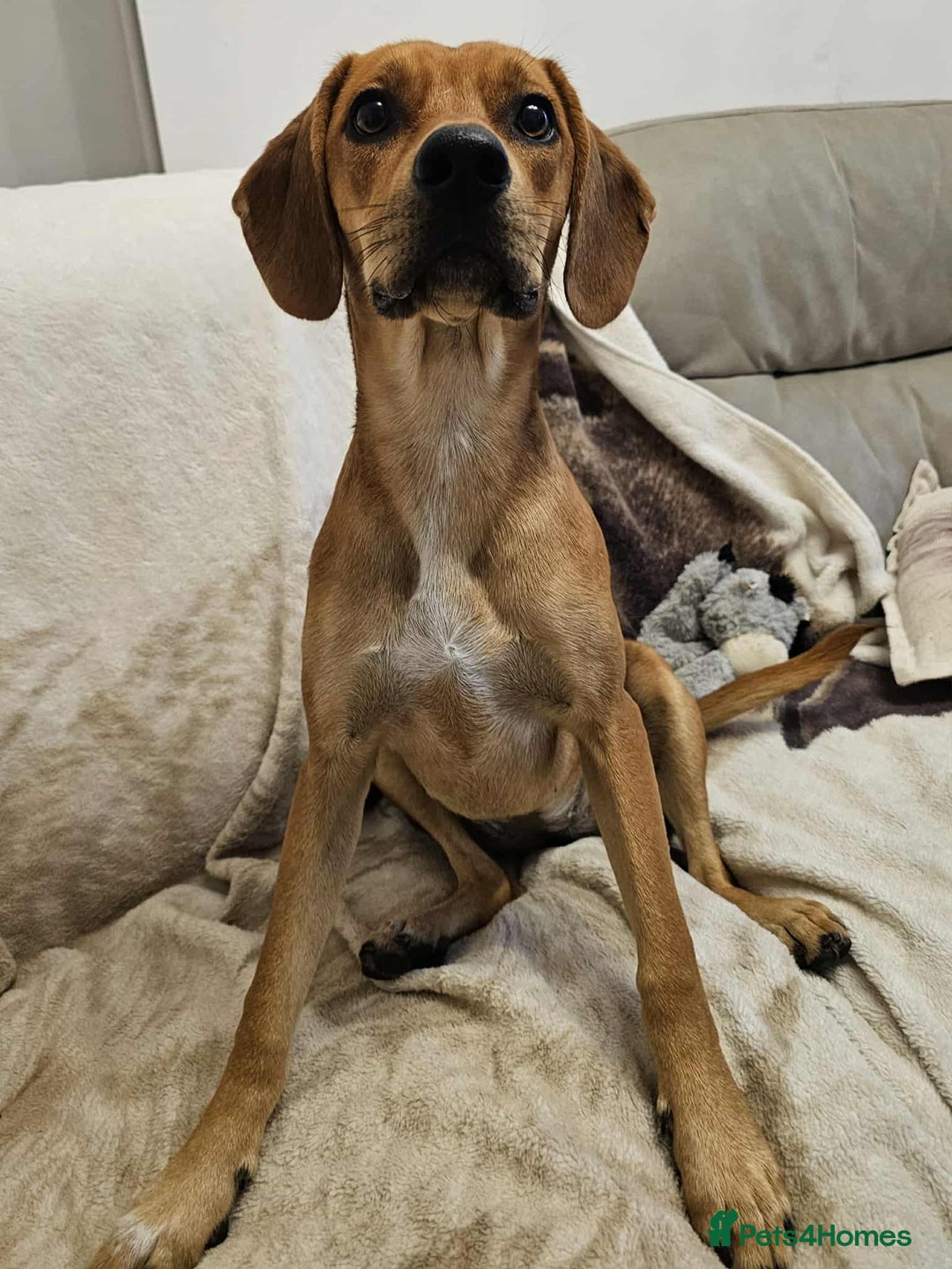 Mixed Breed dogs for adoption: RUBY – 7.5 months old, girl, Mix with Vizla / Lab - Image 6