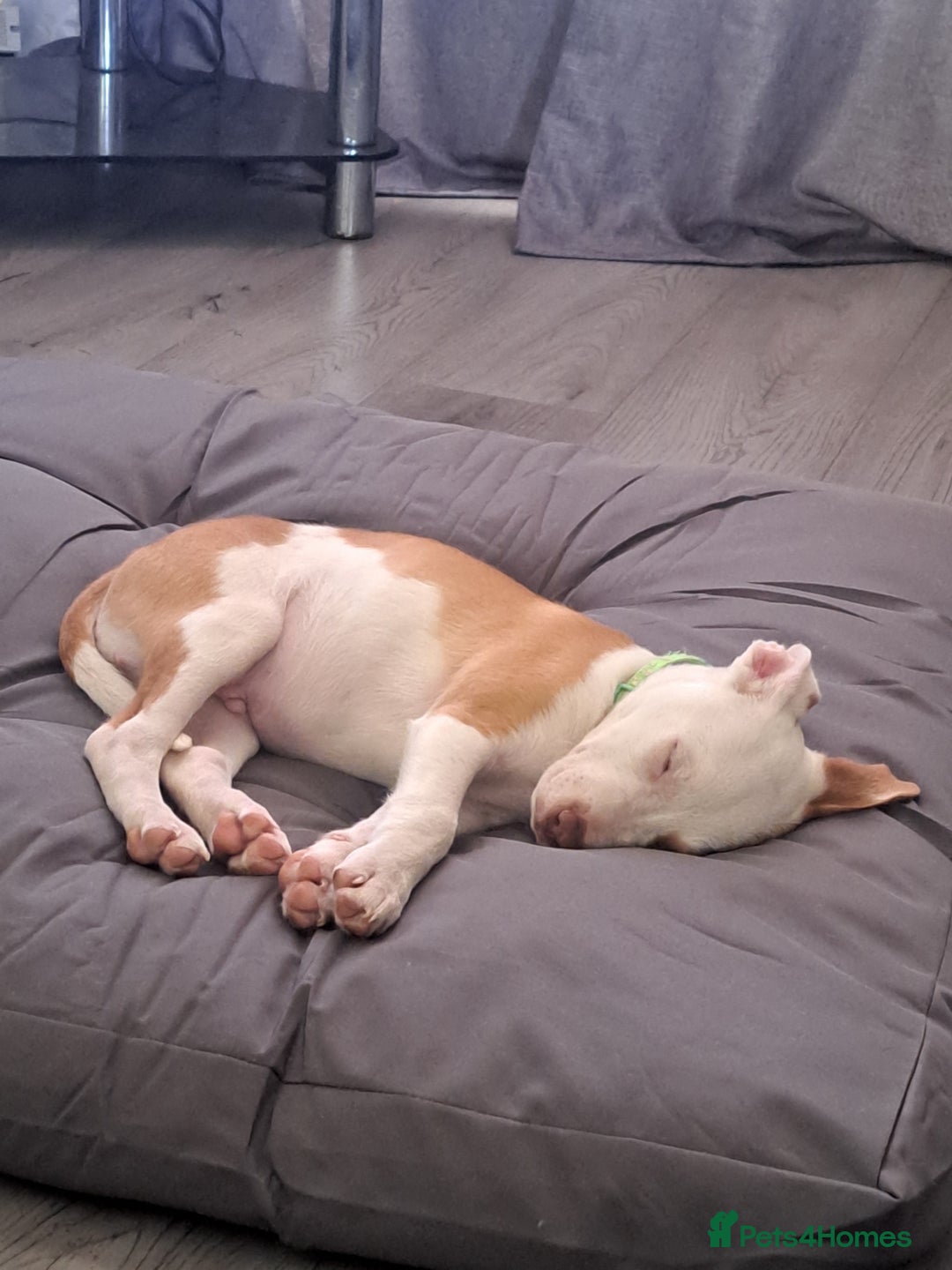 Mixed Breed dogs for sale: Male Staffordshire bull terrier x American Bulldog - Advert 8