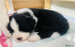 Border Collie dogs for sale: Border Collie Puppies (DNA clear tested parents) - Image 33