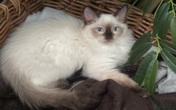 Ragdoll cats for sale: ✨Seal Point Male - Ready from 15th Nov 💙 - Image 12