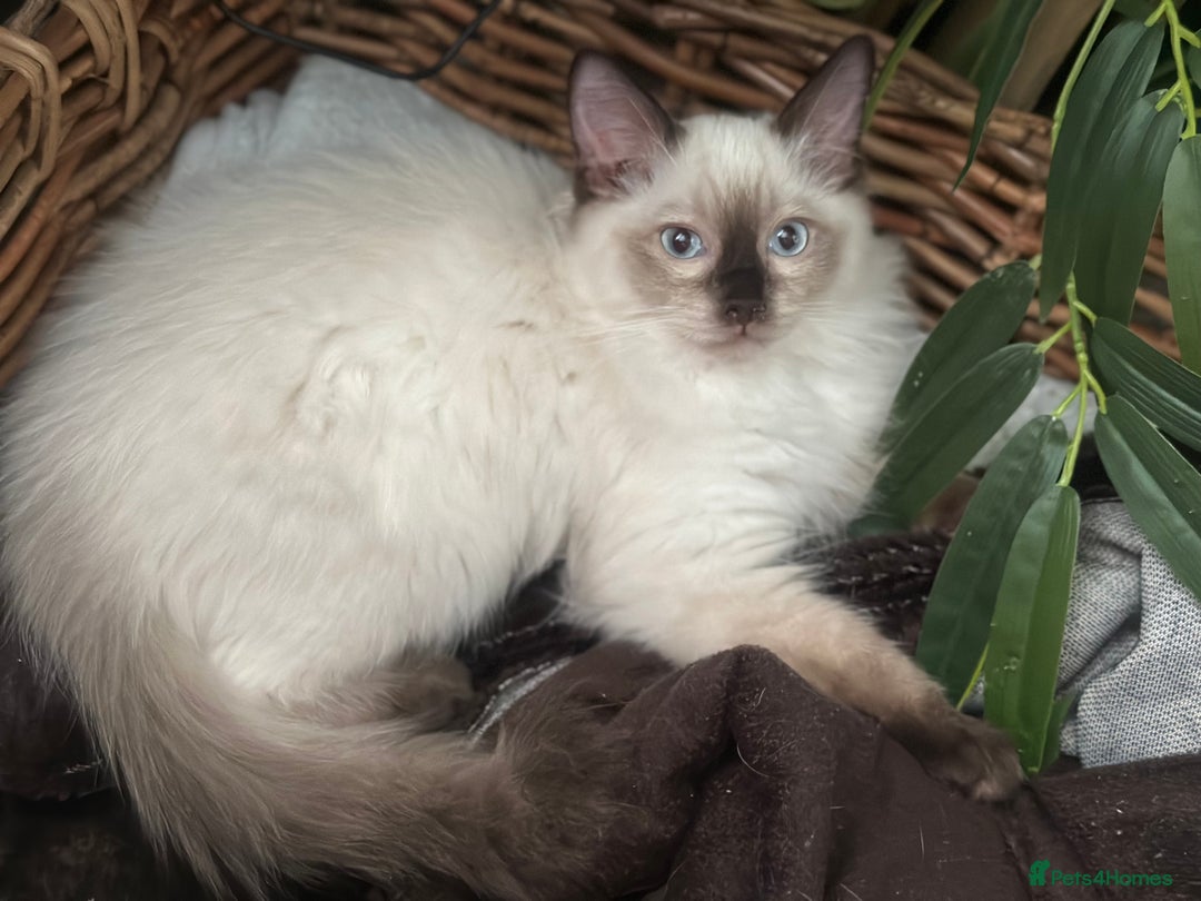Ragdoll cats for sale: ✨Seal Point Male - Ready from 15th Nov 💙 - Image 12