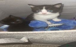 European cats for sale: Ready to leave  - Image 2