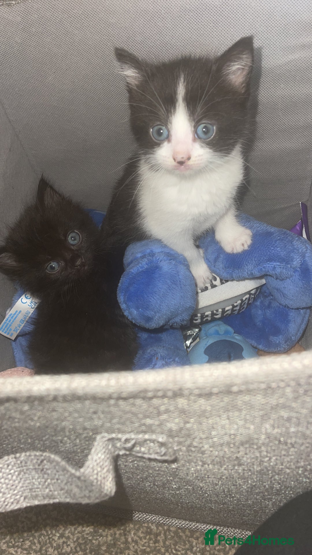 European cats for sale: Ready to leave  - Image 2