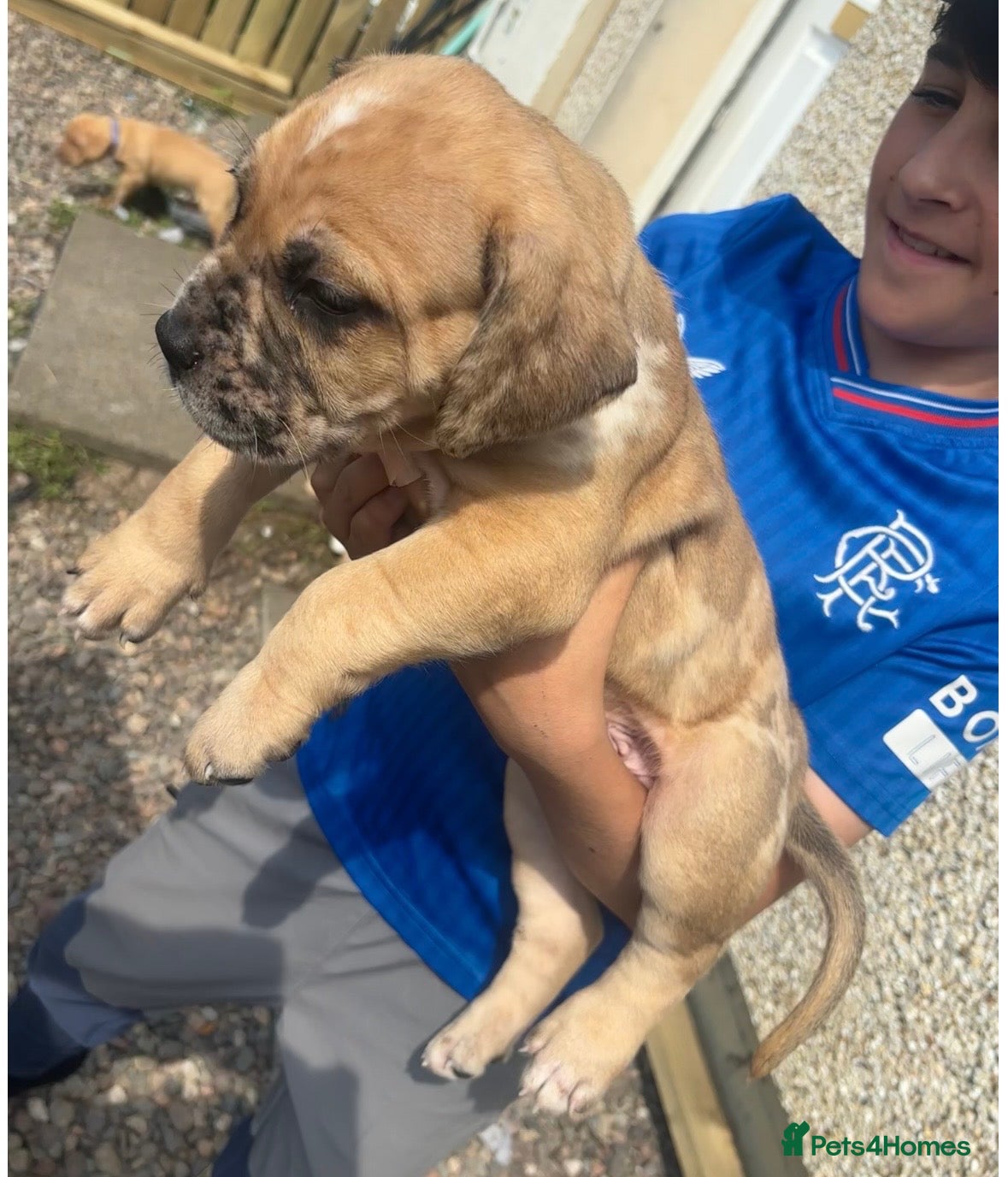 Mixed Breed dogs North American mastiff X - Advert 2