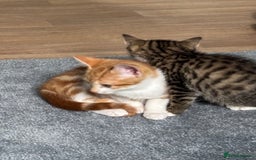 Mixed Breed cats for sale: 2 male cats  - Image 10