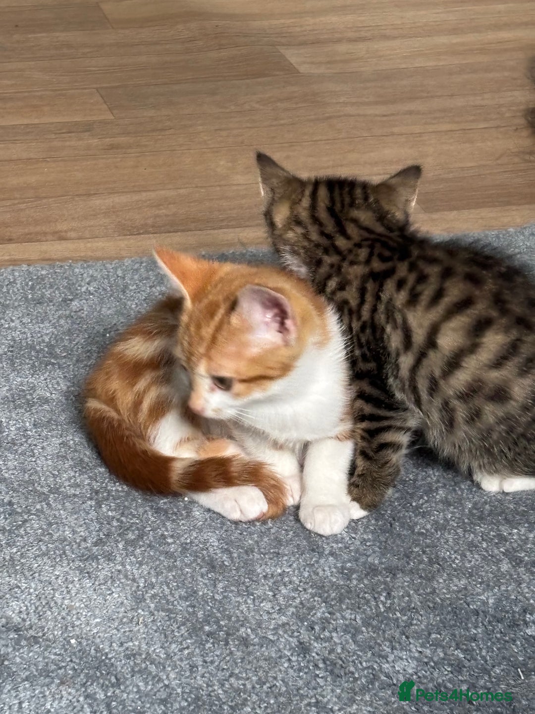Mixed Breed cats for sale: 2 male cats  - Image 10