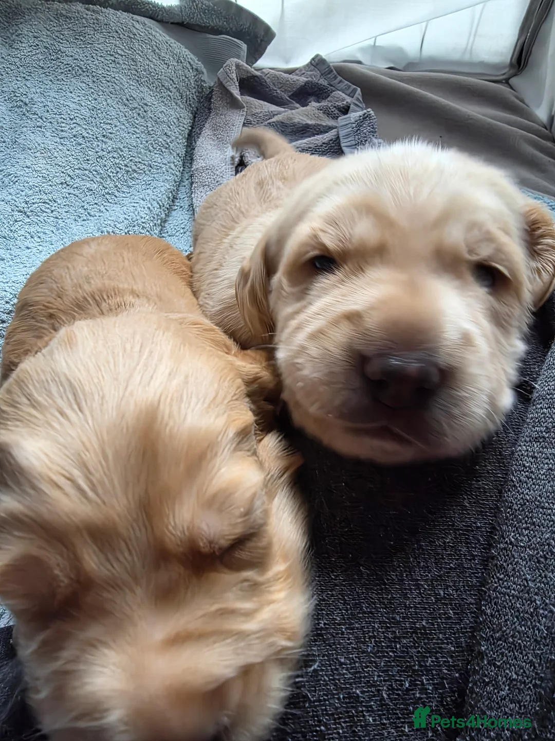 Cocker Spaniel dogs for sale: Cocker Spaniel X Pups  - Advert 6