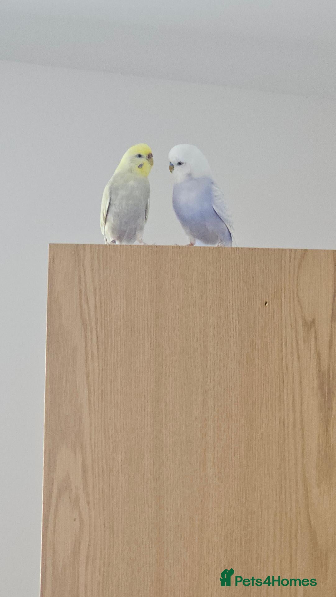 Budgerigars birds Pair of Budgies for rehoming  - Advert 2