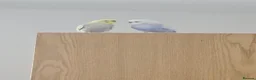 Budgerigars birds for sale: Pair of Budgies for rehoming  in Aberdeen - Advert 1