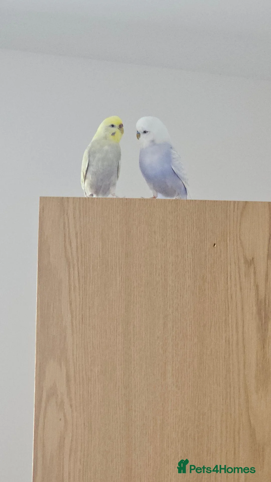 Budgerigars birds for sale: Pair of Budgies for rehoming  in Aberdeen - Advert 1