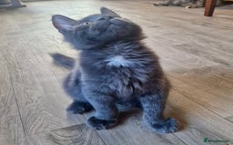 Maine Coon cats for sale: 🌟Ready now🌟 3 large Maine coons active available - Image 26