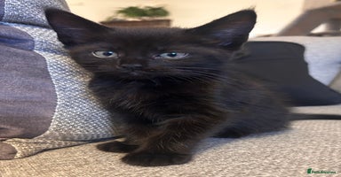 Maine Coon cats - Advert 9
