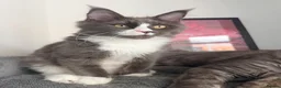 Maine Coon cats for sale: 3 stunning TICA Boys - Advert 5